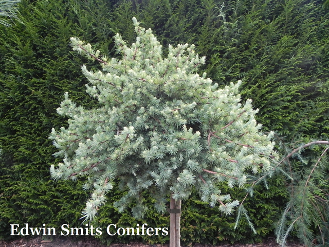 Larix laricina 'Filips Perfect Spot'